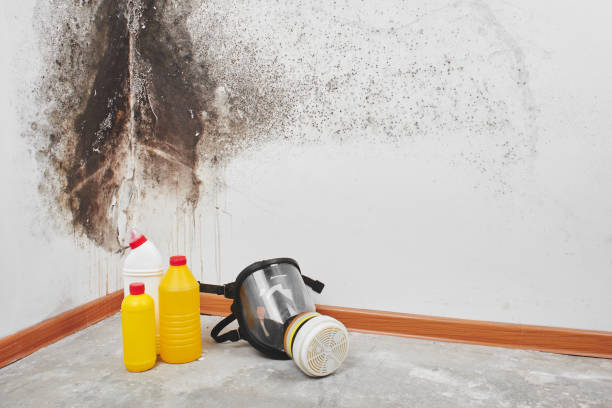 Best Mold Testing and Inspection Services in Darlington, WI