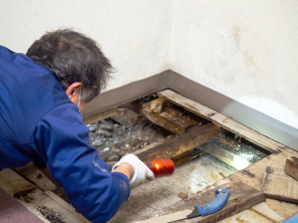 Best Emergency Mold Remediation in Darlington, WI