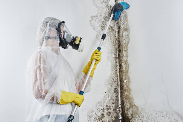 Best Commercial Mold Remediation in Darlington, WI