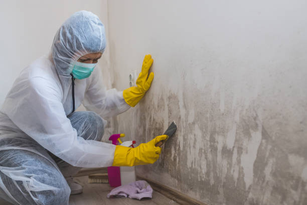 Best Basement Mold Remediation in Darlington, WI