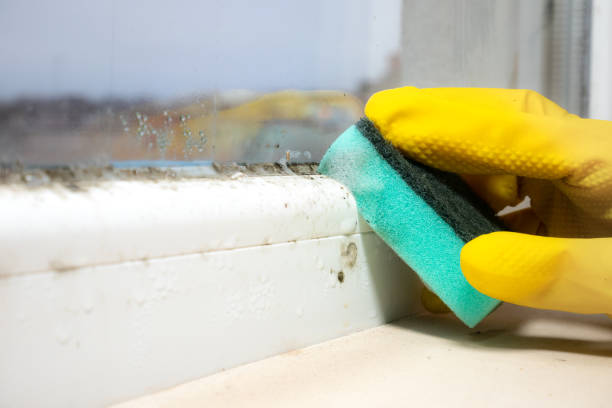 Best Health and Safety Mold Remediation in Darlington, WI