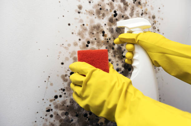 Best Post-Flood Mold Remediation in Darlington, WI