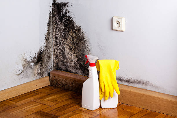Best DIY Mold Remediation Support Services in Darlington, WI