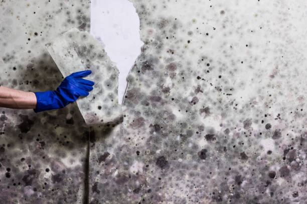 Best Mold Remediation for Schools in Darlington, WI